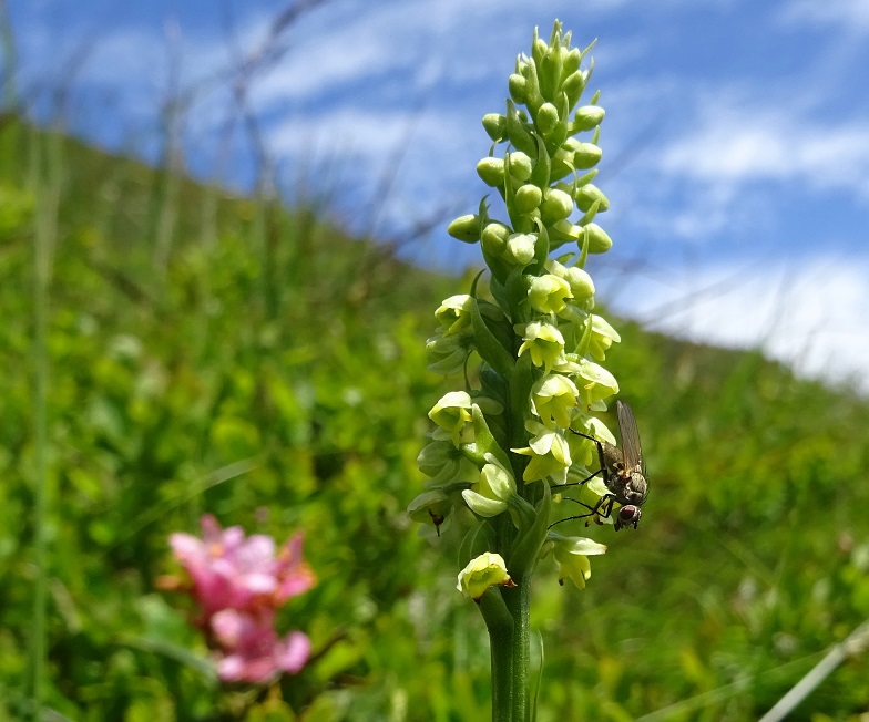 07-08-2020 Pseudorchis albida.jpg