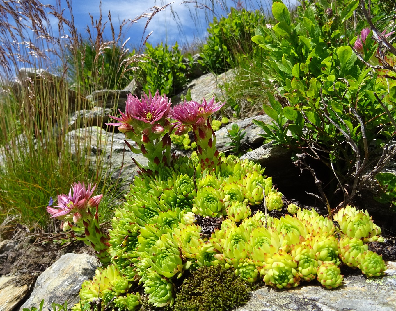 07-08-2020 Sempervivum montanum subsp. stiriacum 2 .jpg