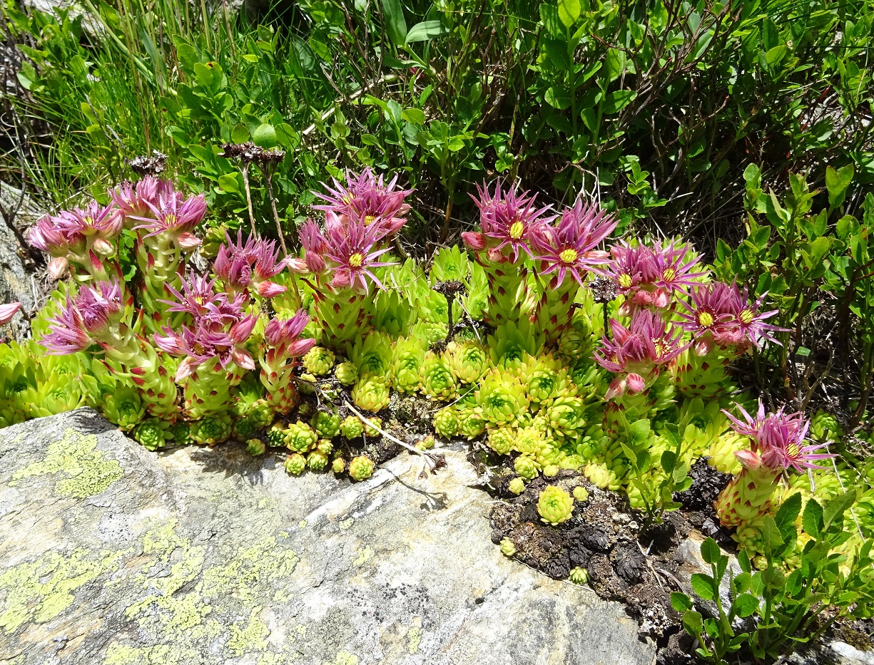 07-08-2020 Sempervivum montanum subsp. stiriacum.jpg