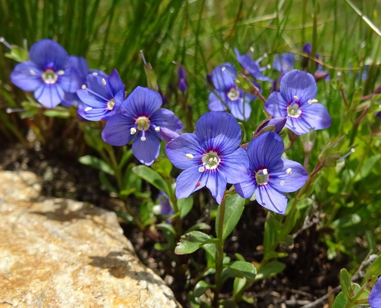 07-08-2020 Veronica fruticans.jpg