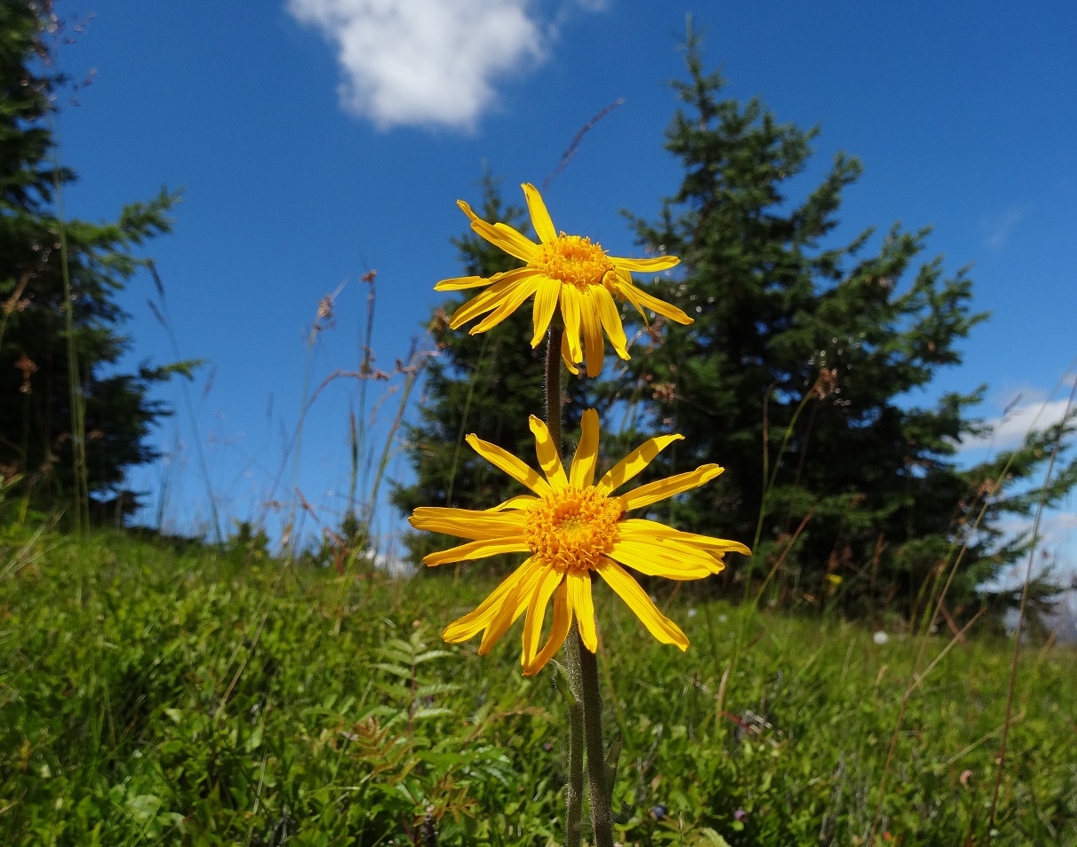 07-17-2017 Arnica montana.jpg