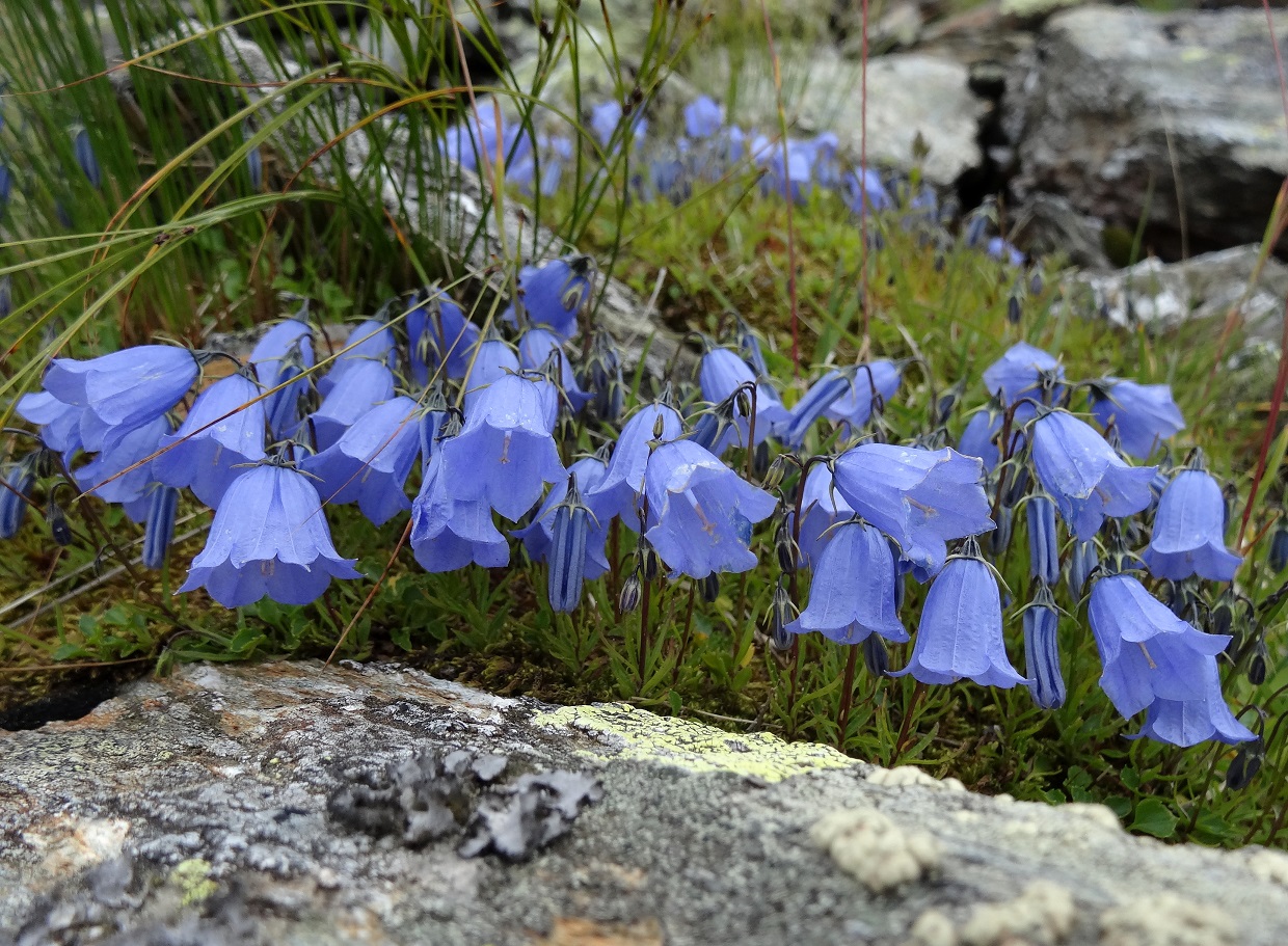 07-17-2017 Campanula cochleariifolia.jpg