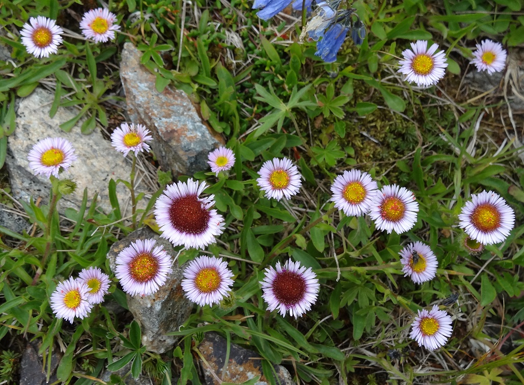 07-17-2017 Erigeron alpinus.jpg