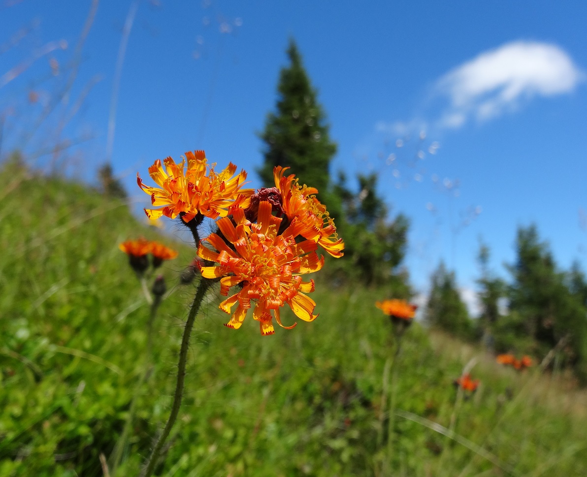 07-17-2017 Hieracium aurantiacum subsp. aurantiacum.jpg