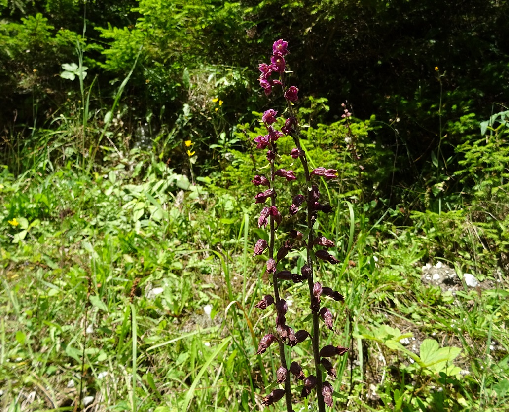 08-01-2018 Epipactis atrorubens.jpg