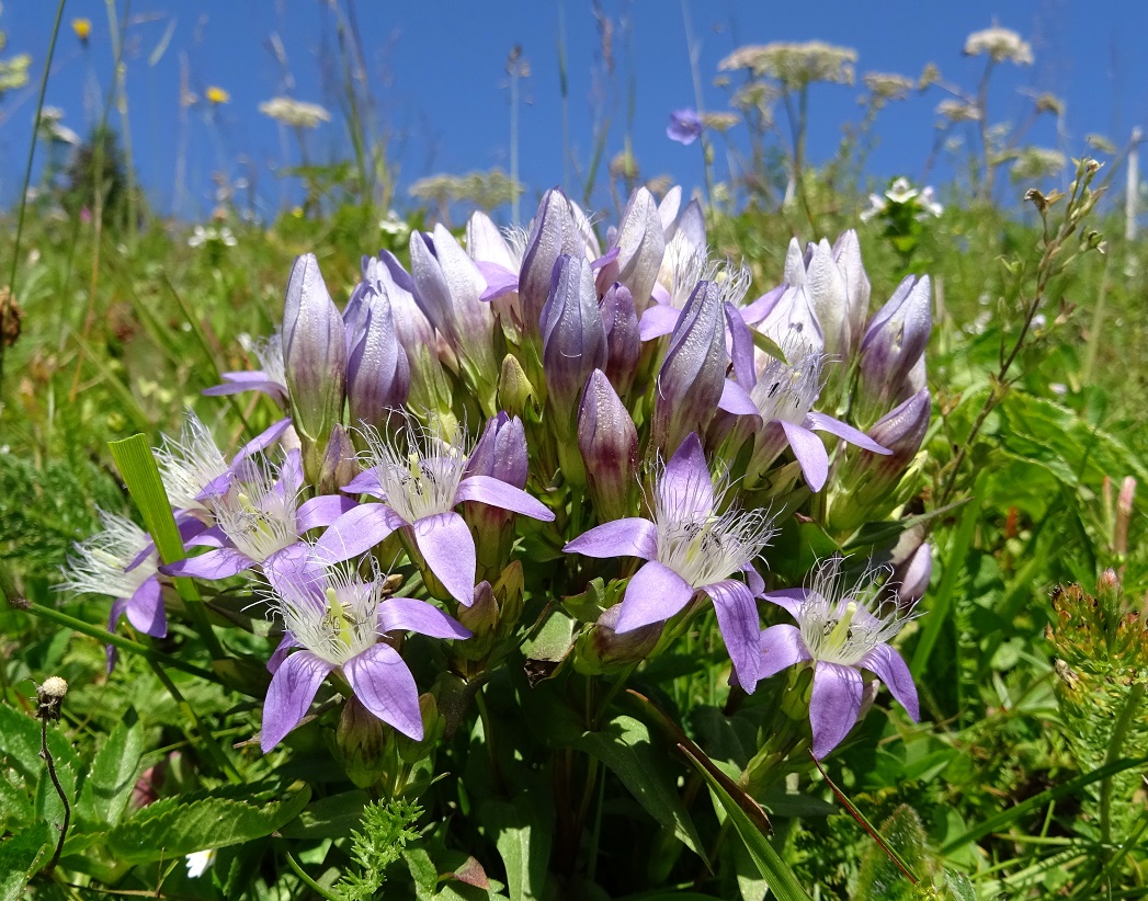 08-01-2018 Gentianella austriaca vermutlich.jpg