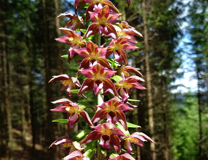 08-12-2021 Epipactis helleborine 2.jpg