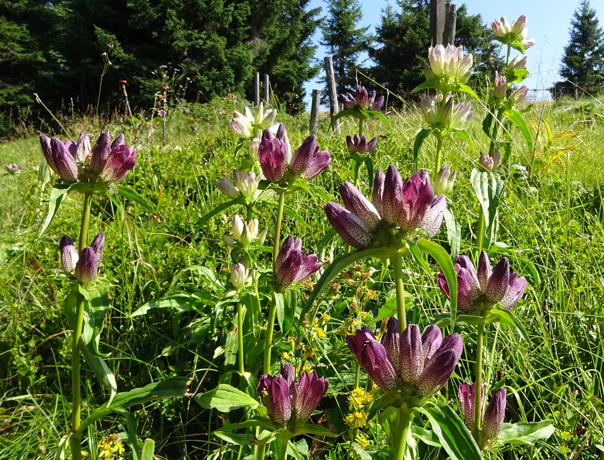 08-12-2021 Gentiana pannonica aggr.jpg