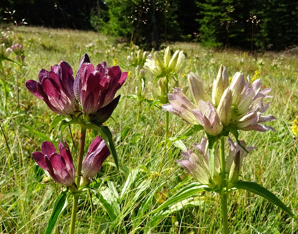 08-12-2021 Gentiana pannonica zum aussuchen.jpg