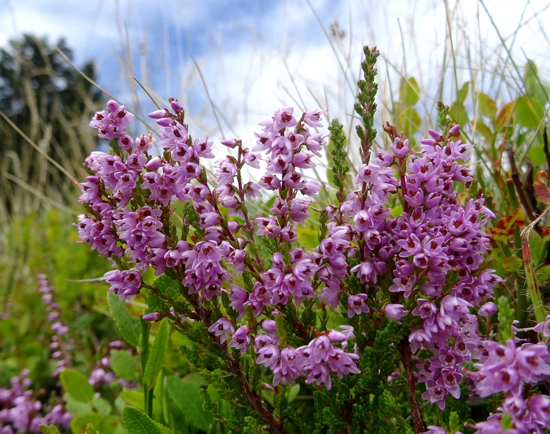 08-18-2019  Calluna vulgaris.jpg