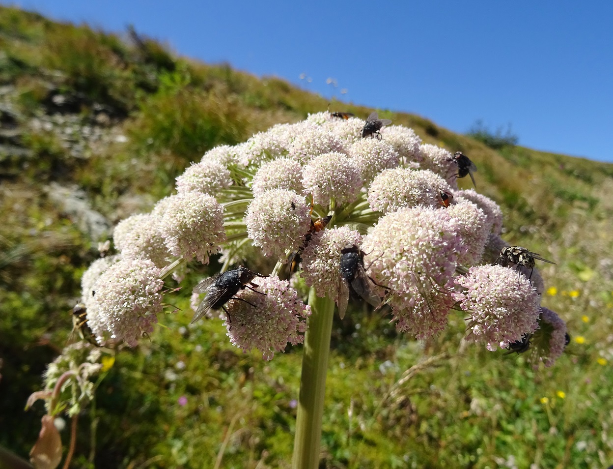 08-21-2020  Angelica sylvestris subsp. sylvestris.jpg