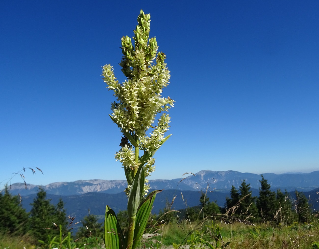 08-21-2020  Veratrum album.jpg