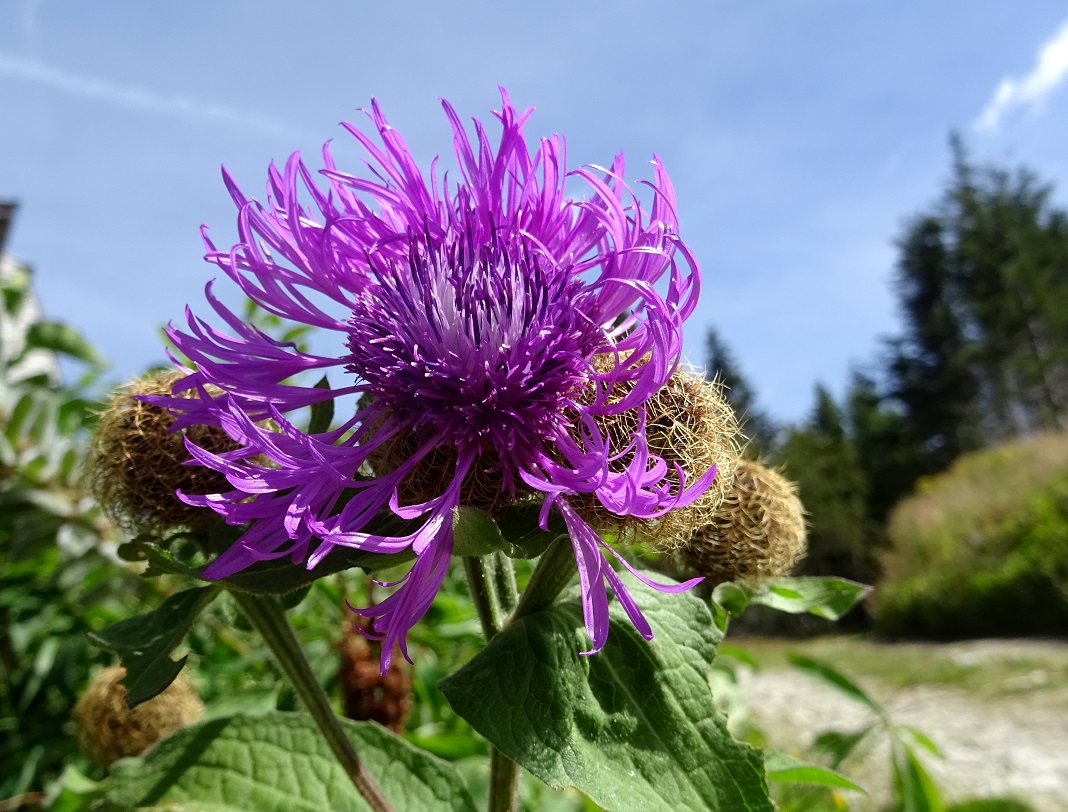 08-27-2020 Centaurea pseudophrygia.jpg