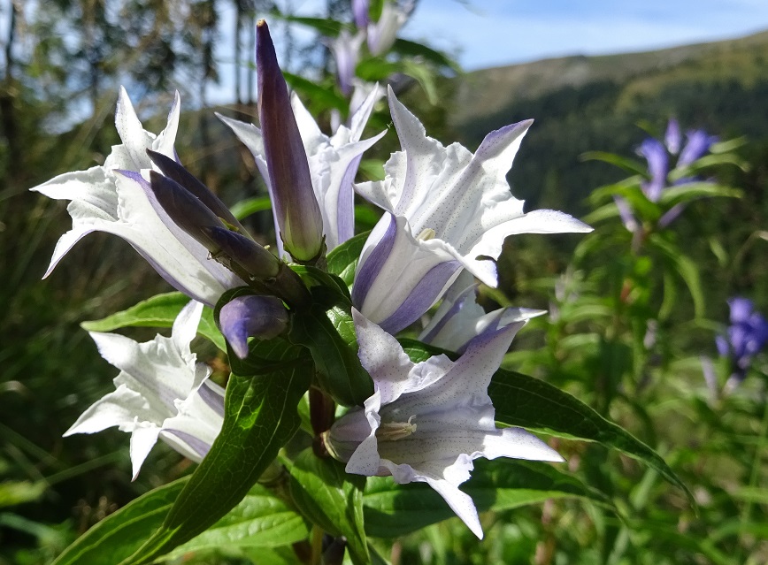 08-27-2020 Gentiana asclepiadea.jpg