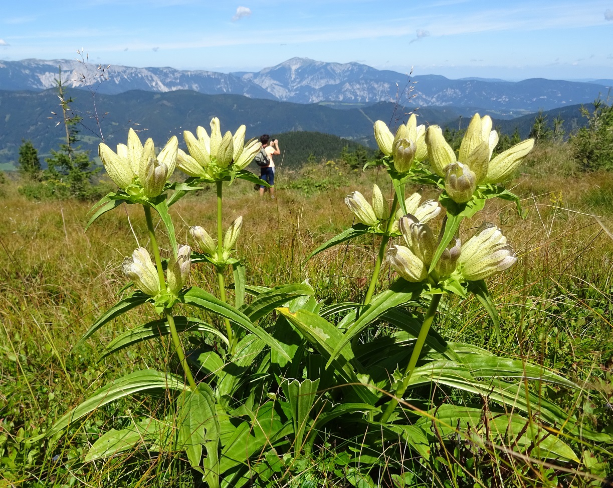 08-27-2020 Gentiana pannonica var. (f.) ronnigeri.jpg