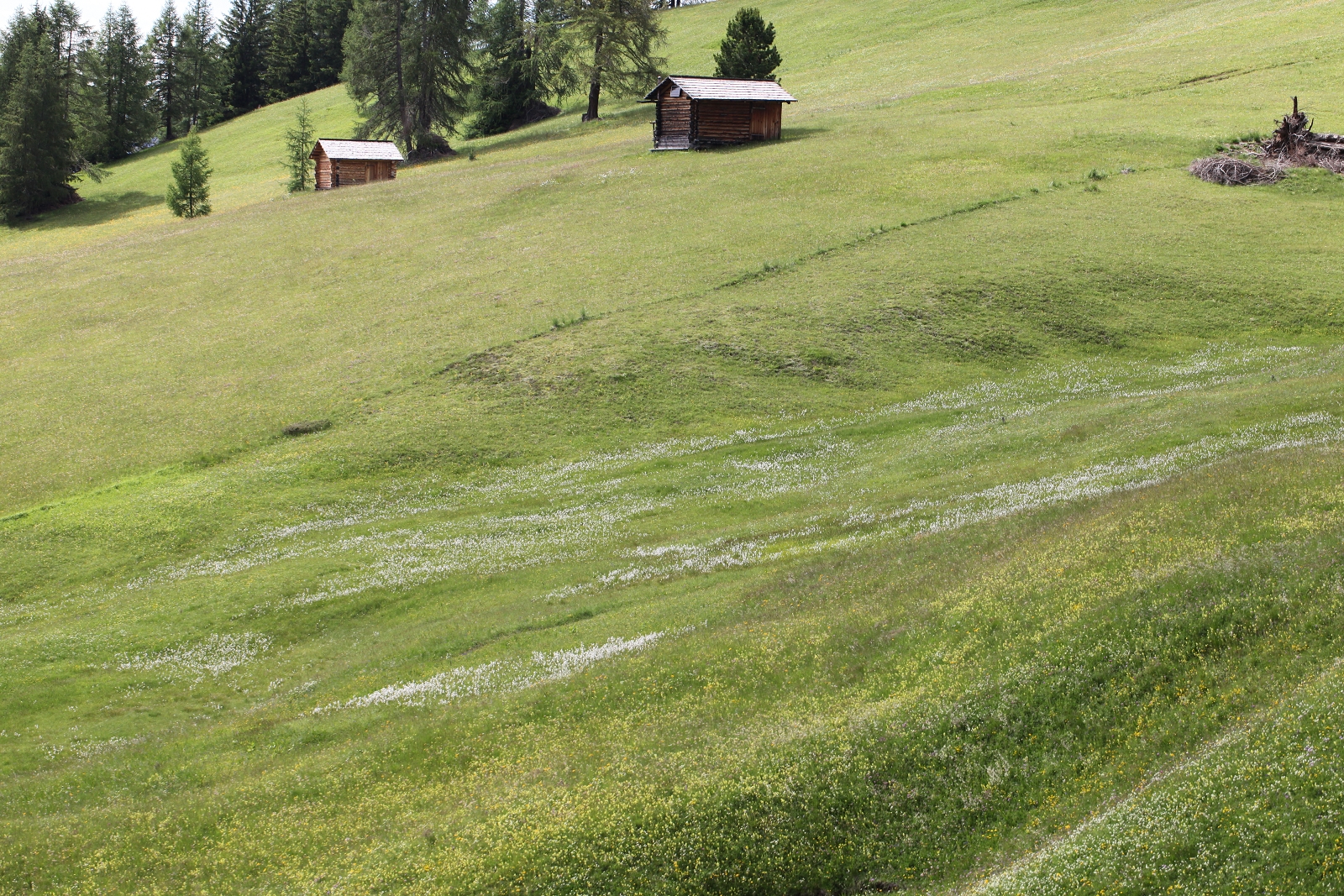 Mosaik aus trockenen und anmoorigen Bereichen_(1600_x_1200).jpg