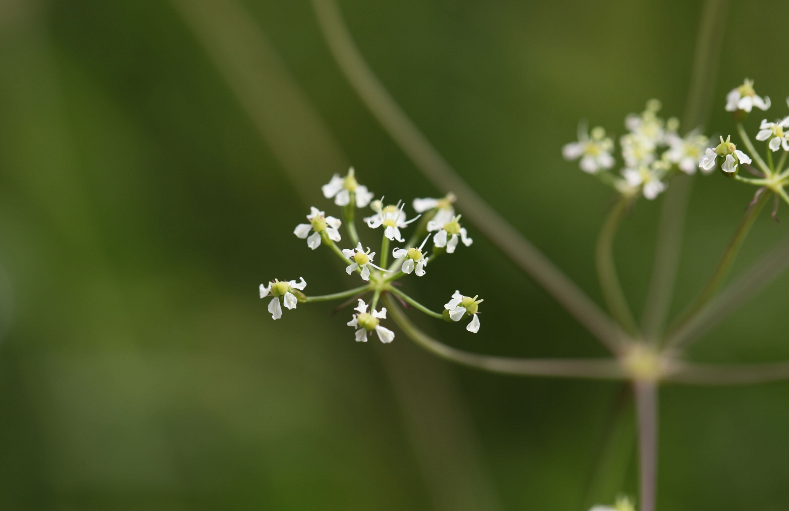 Laserpitium peucedanoides_(1600_x_1200).jpg