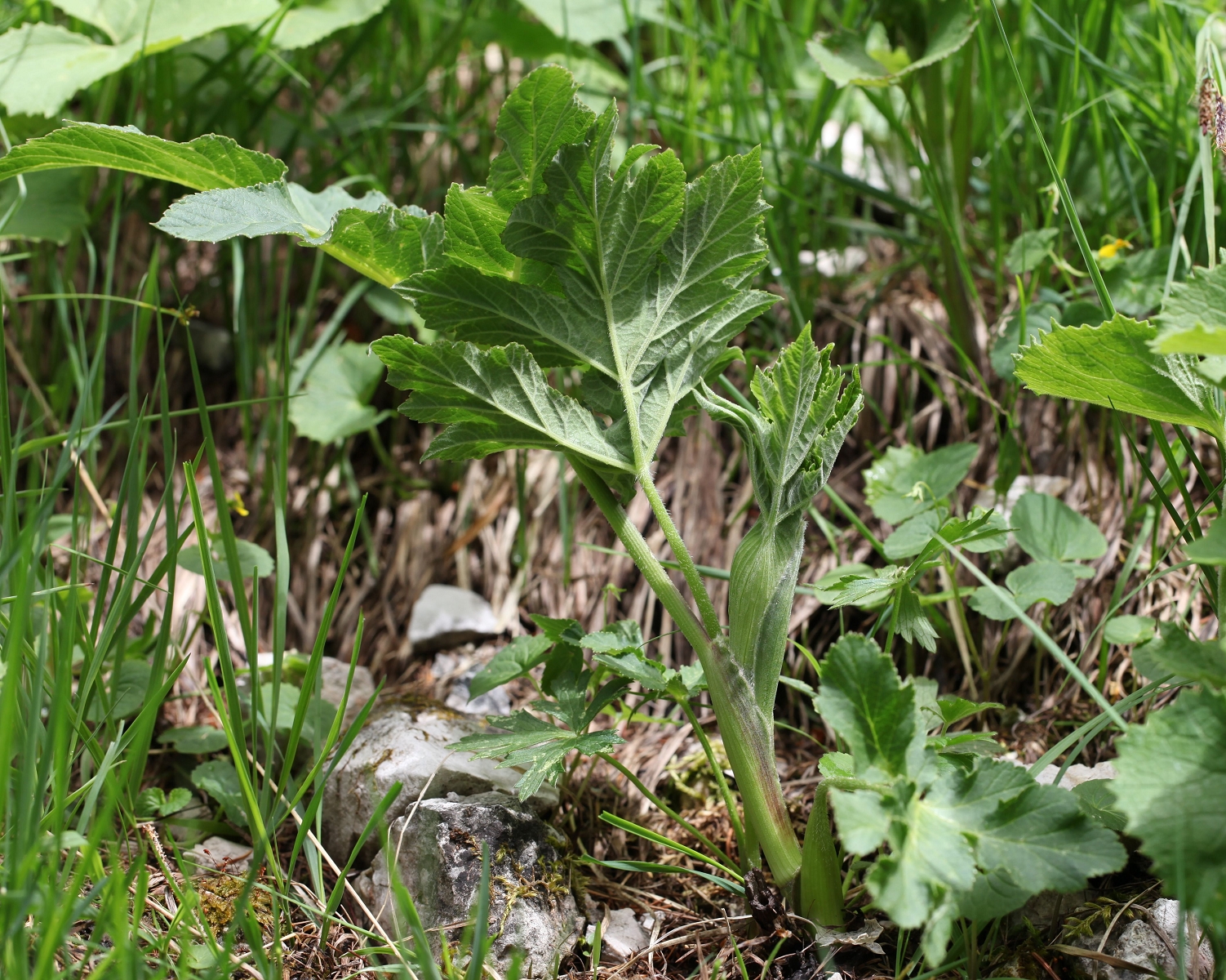 Heracleum sphondylium subsp. pollinianum (1)_(1600_x_1200).jpg