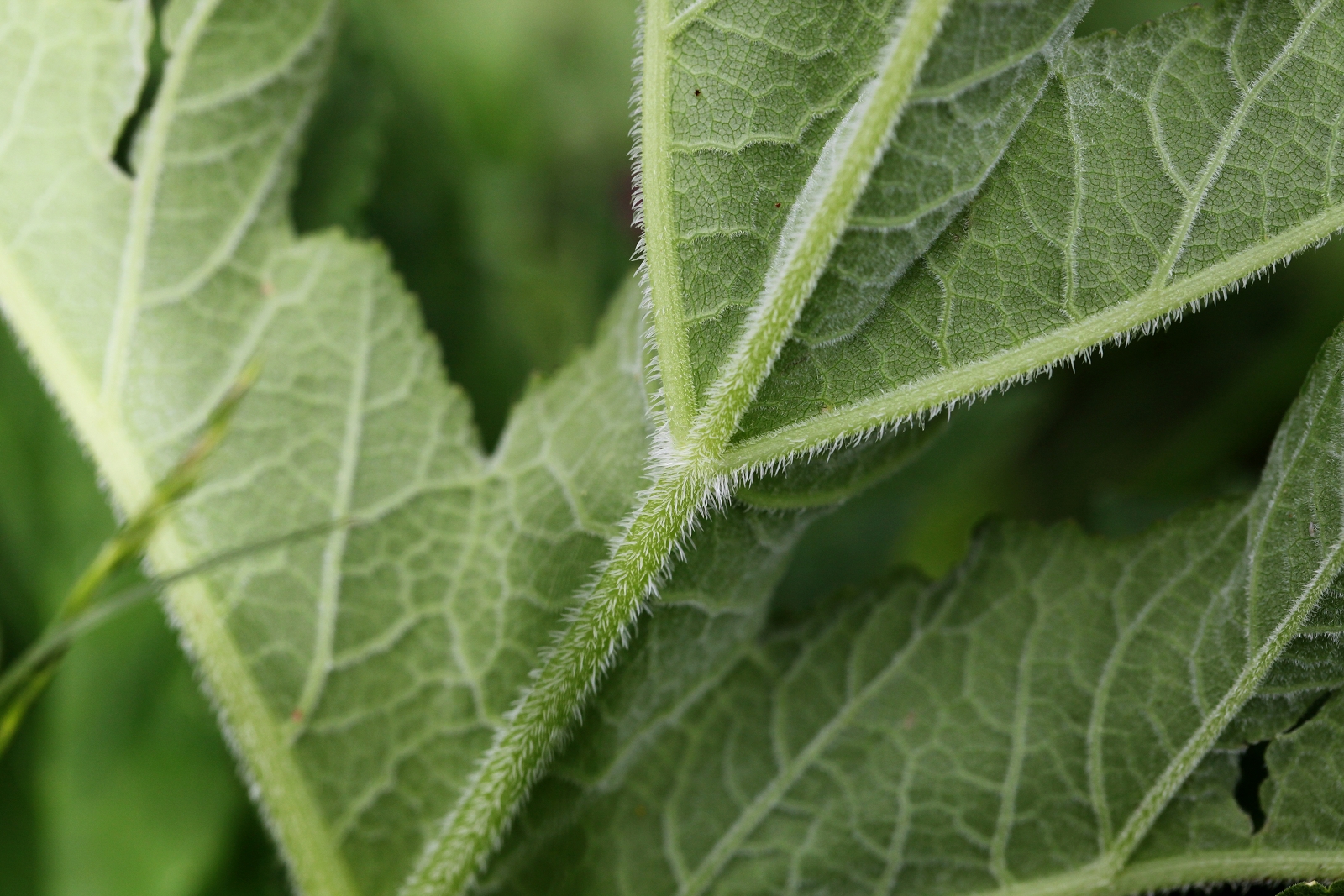 Heracleum sphondylium subsp. pollinianum (2)_(1600_x_1200).jpg