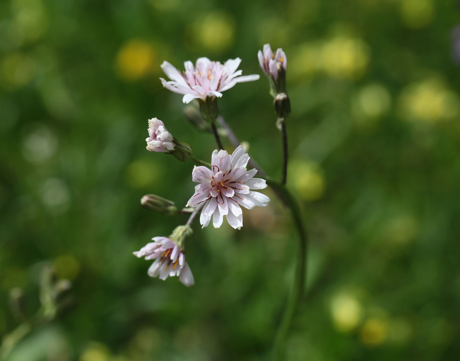 Crepis froehlichiana subsp. dinarica_(1600_x_1200).jpg