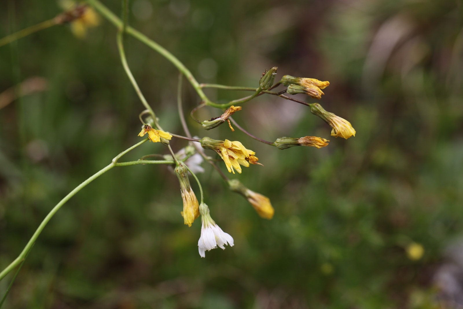 Crepis froehlichiana in der subsp. froehlichiana und der subsp. dinarica_(1600_x_1200).jpg