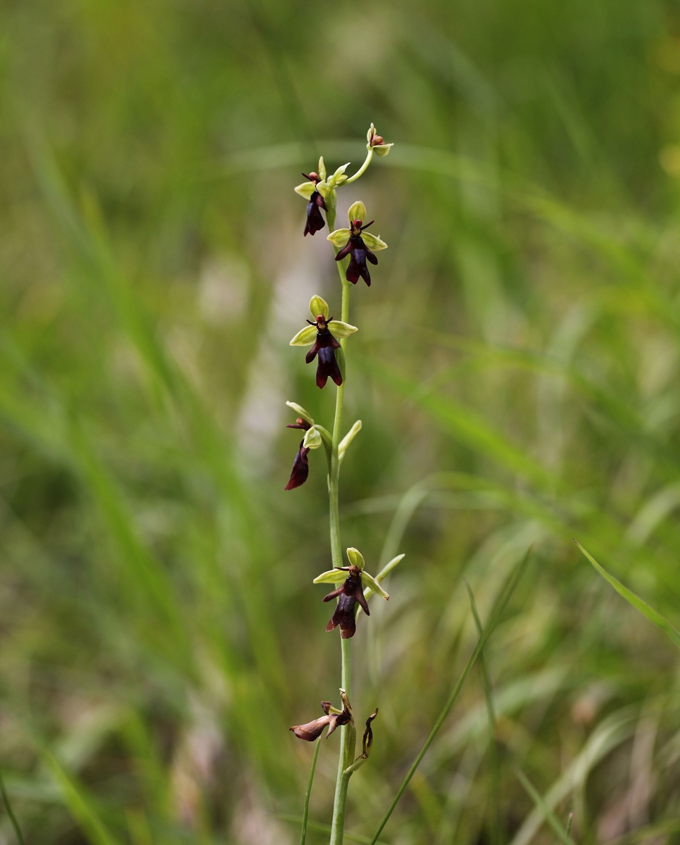 Ophrys insectifera_(1600_x_1200).jpg