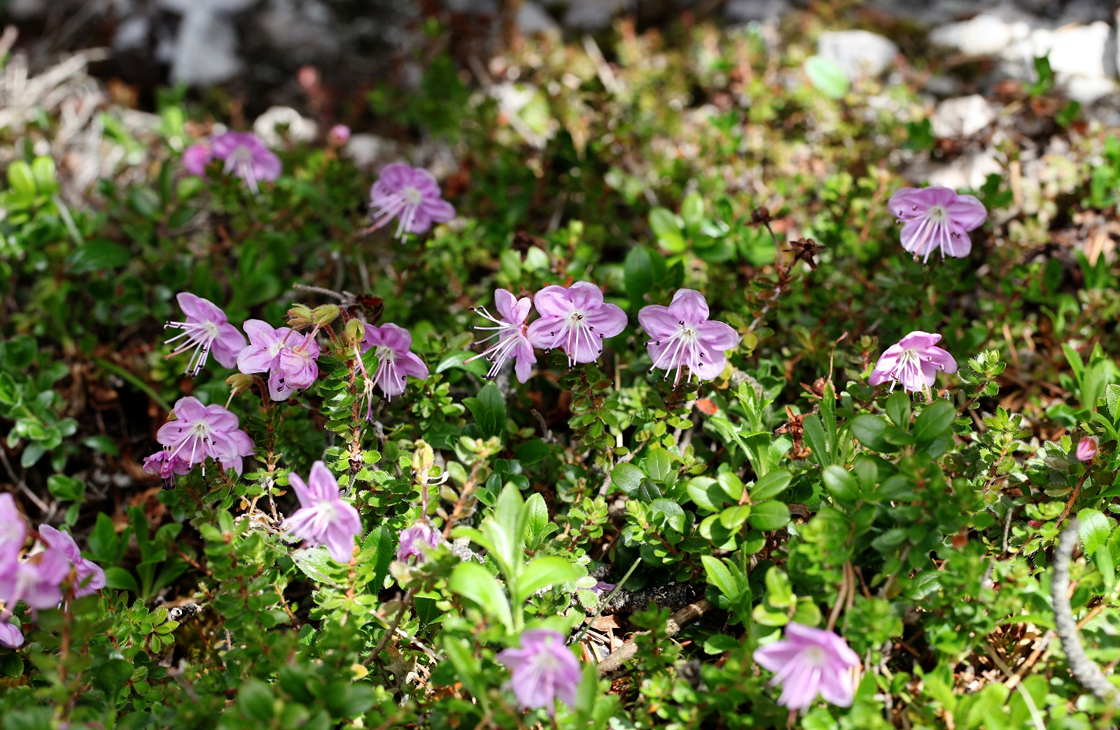 Rhodothamnus chamaecistus_(1600_x_1200).jpg