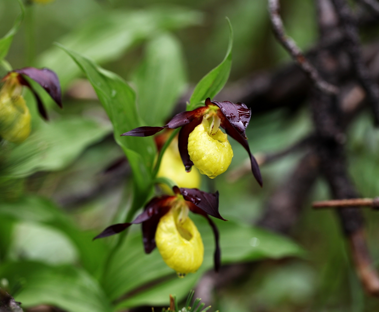 Cypripedium calceolus_(1600_x_1200).jpg