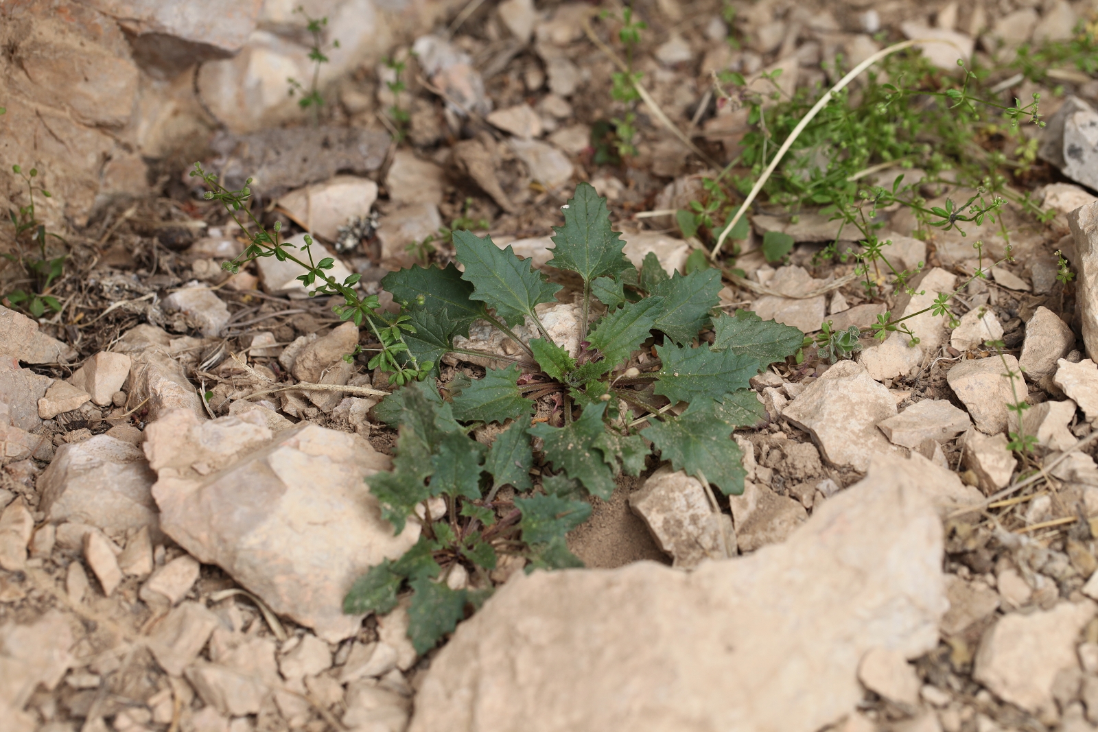 Chenopodium foliosum_(1600_x_1200).jpg