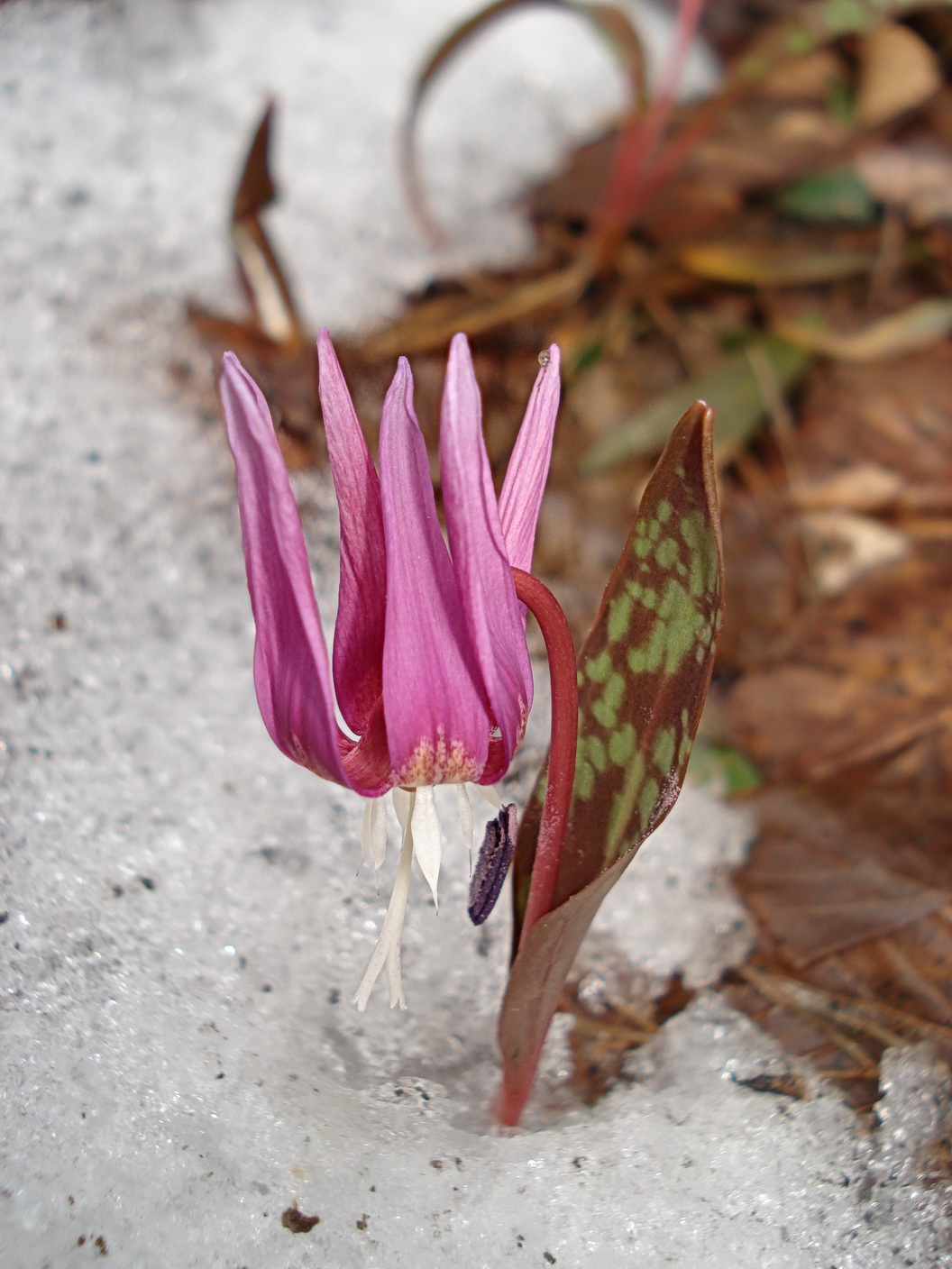 Erythronium dens-canis  Gleinstätten 11.März 2018.JPG