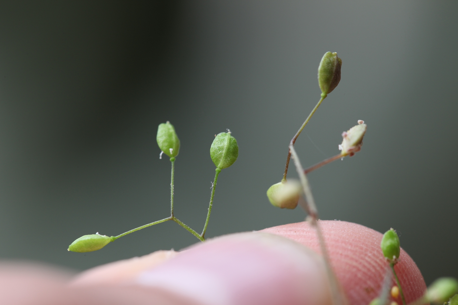 Hornungia pauciflora_(1600_x_1200).jpg