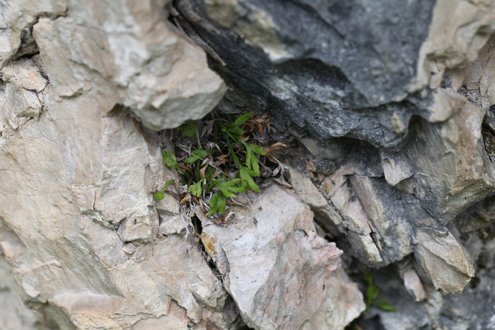 Asplenium seelosii_(1600_x_1200).jpg