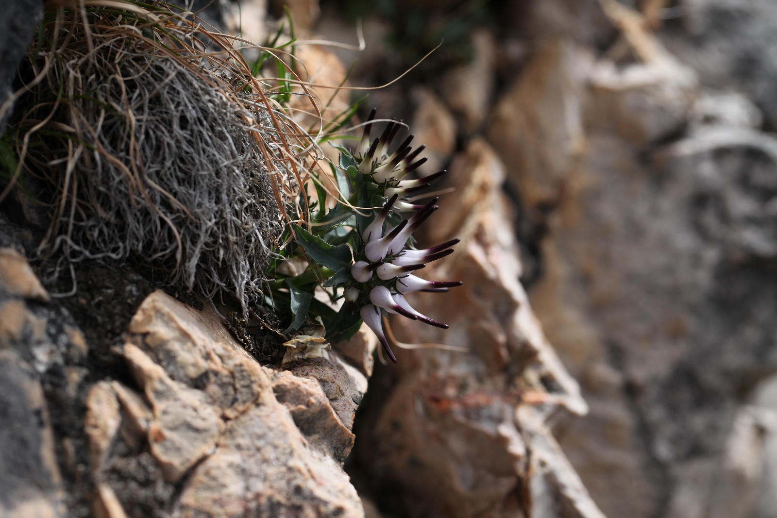 Physoplexis comosa_(1600_x_1200).jpg