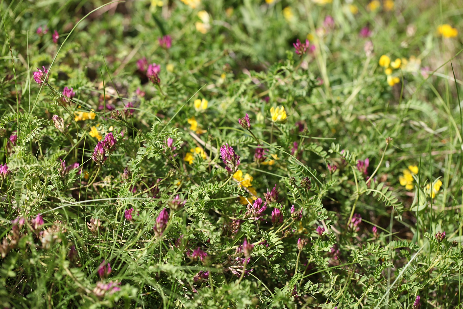 Astragalus hypoglottis subsp. gremlii (1)_(1600_x_1200).jpg