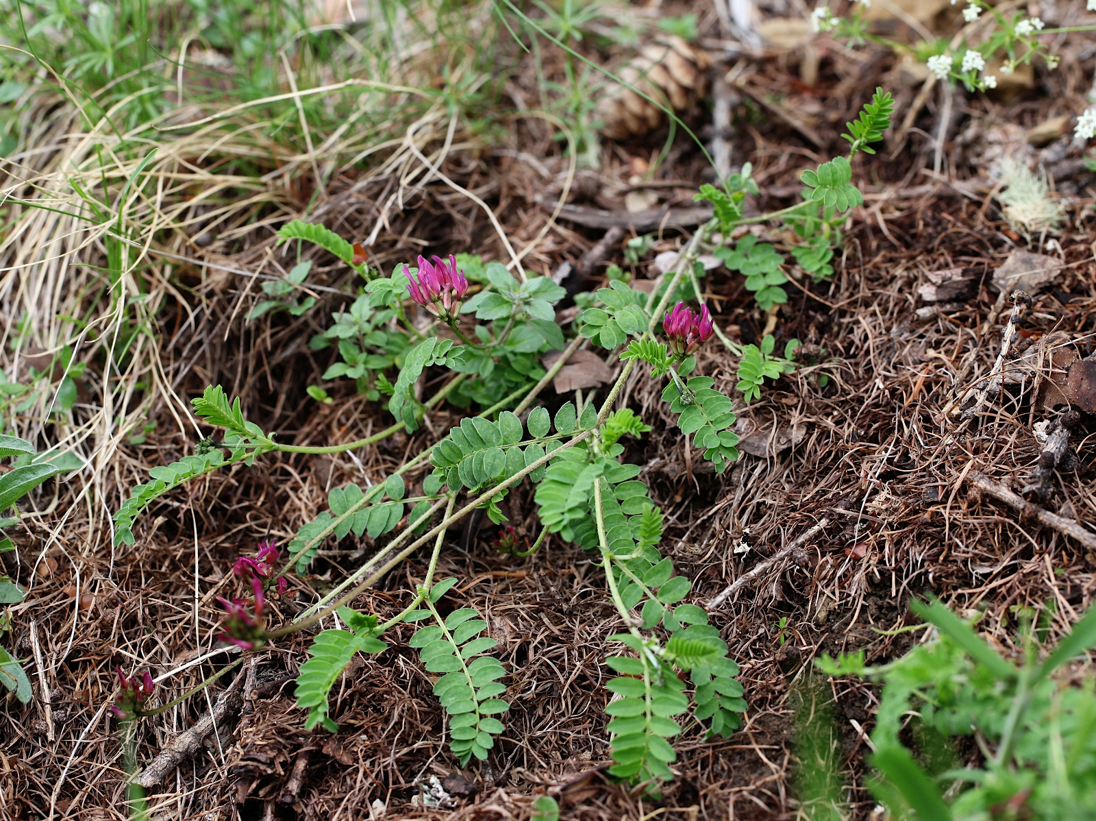 Astragalus hypoglottis subsp. gremlii (2)_(1600_x_1200).jpg