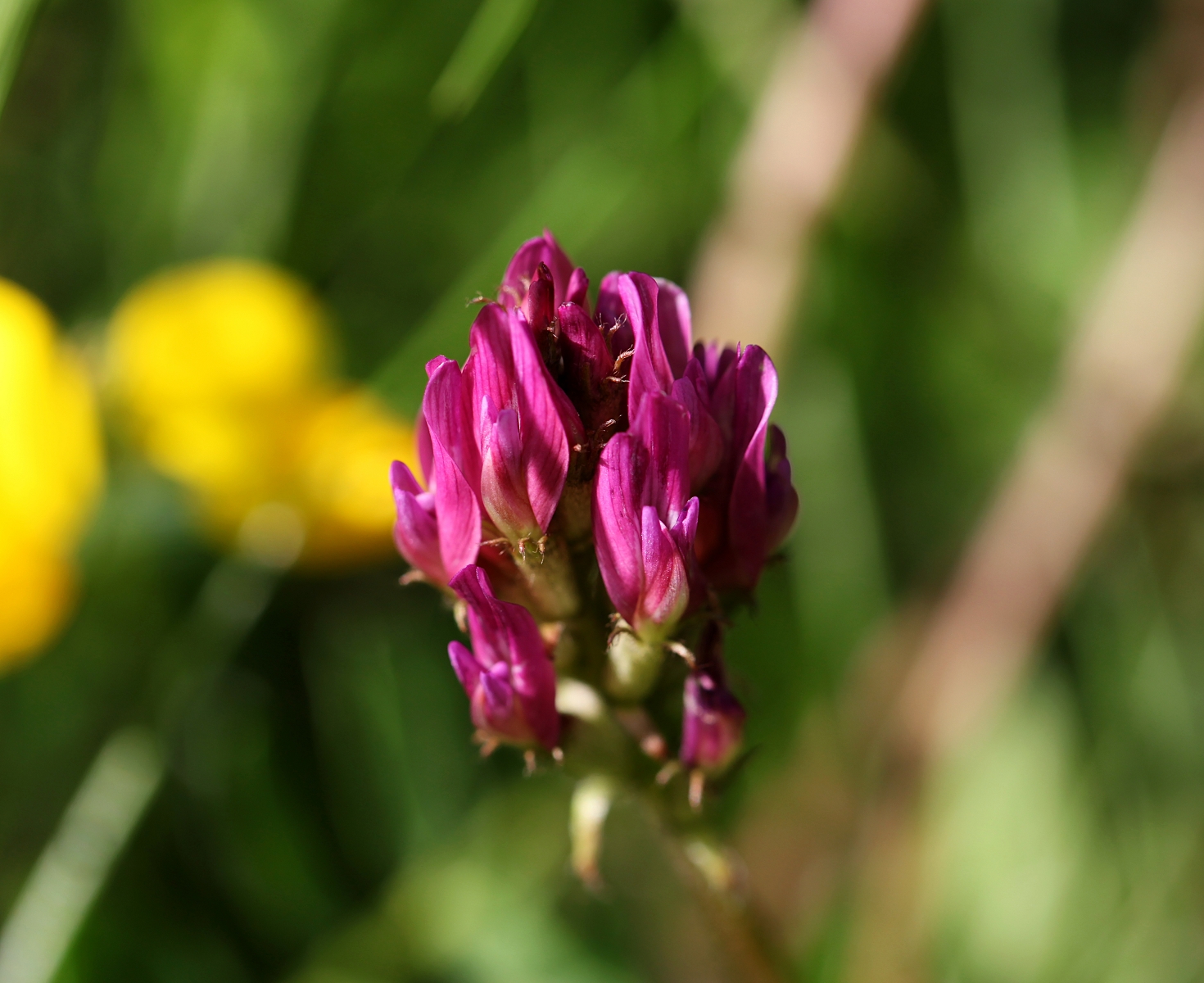 Astragalus hypoglottis subsp. gremlii (3)_(1600_x_1200).jpg