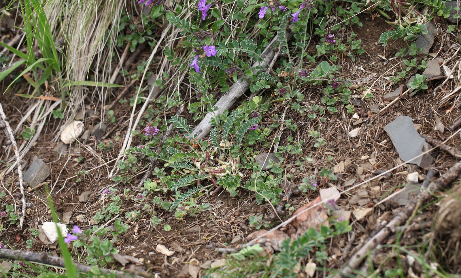 Astragalus depressus (1)_(1600_x_1200).jpg