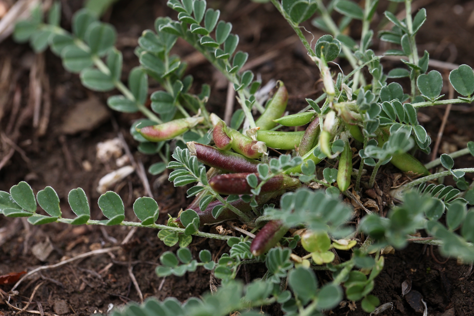 Astragalus depressus (2)_(1600_x_1200).jpg