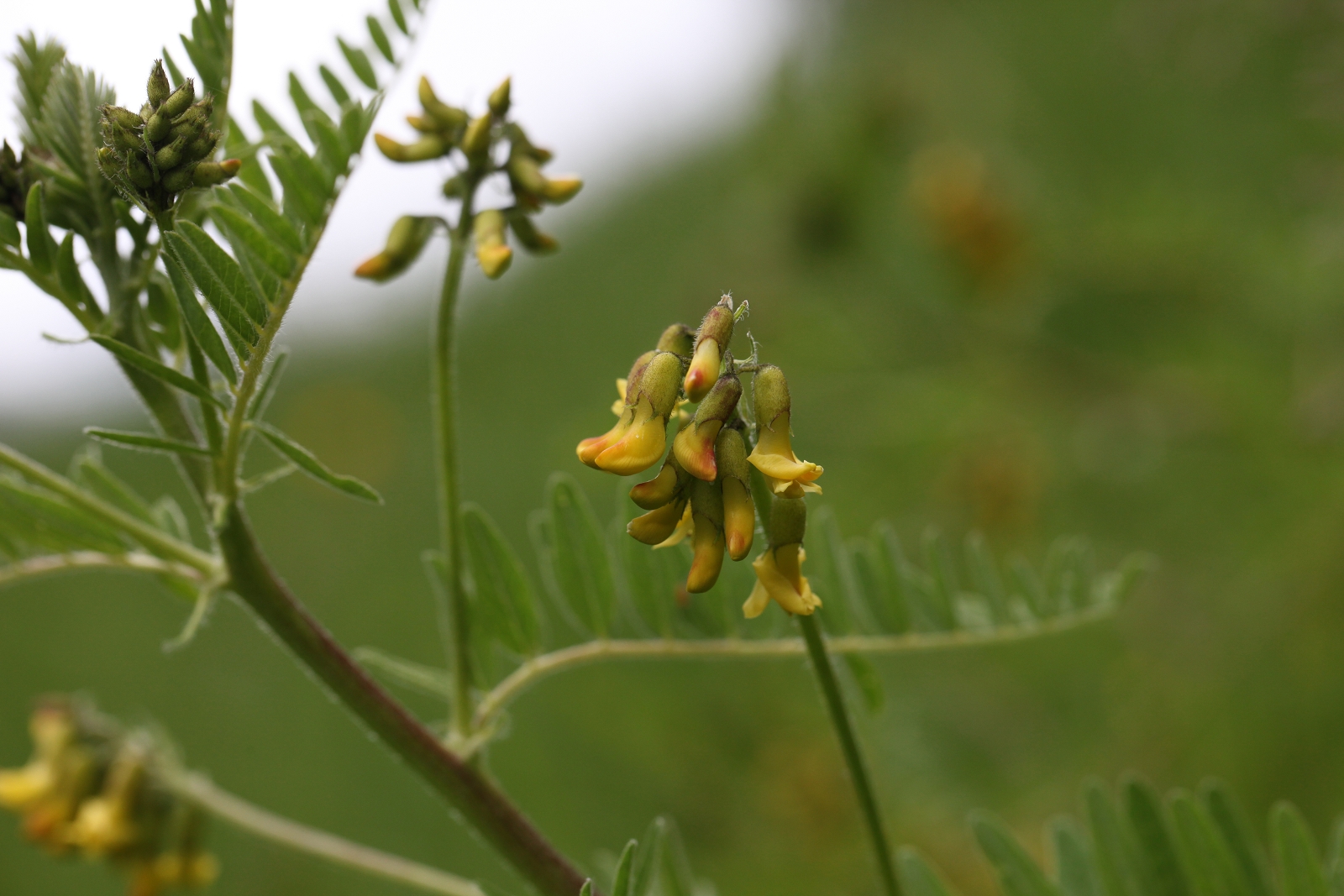 Astragalus penduliflorus_(1600_x_1200).jpg