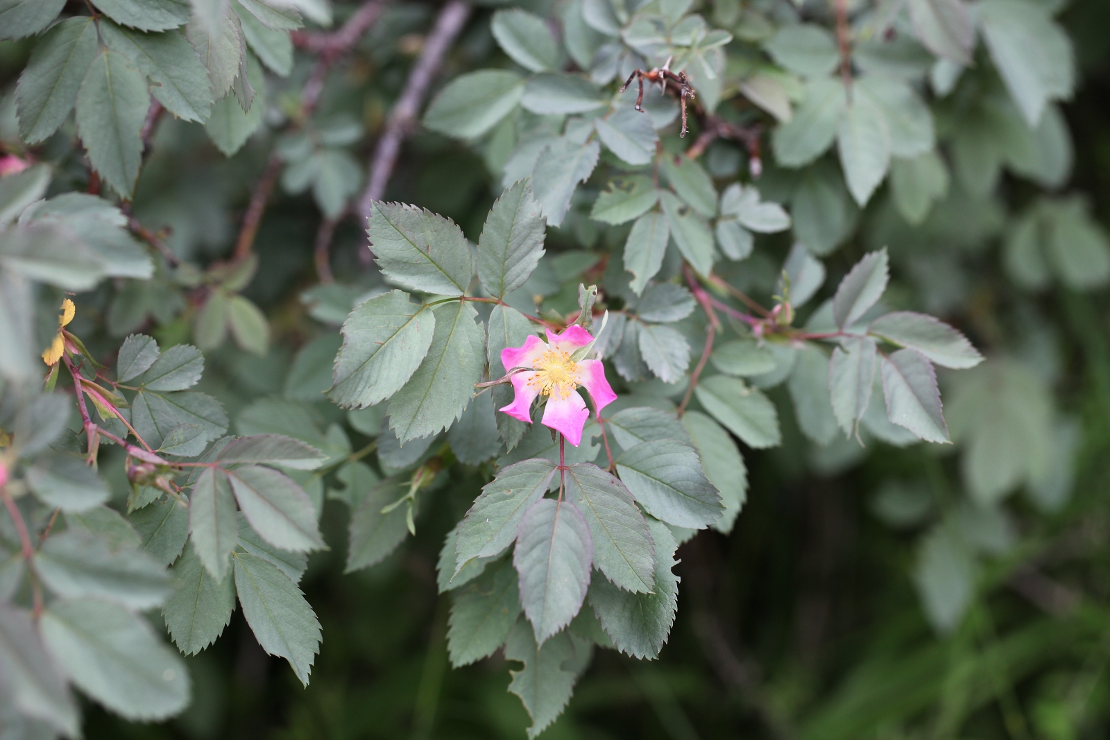 Rosa glauca_(1600_x_1200).jpg