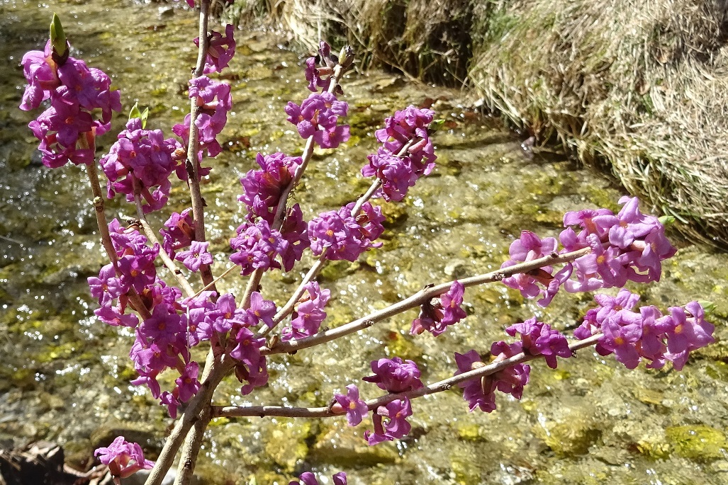 04-02-2019 Daphne mezereum.jpg