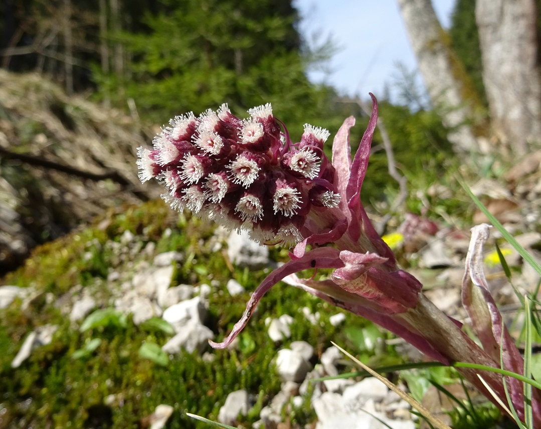 04-02-2019 Petasites hybridus.jpg