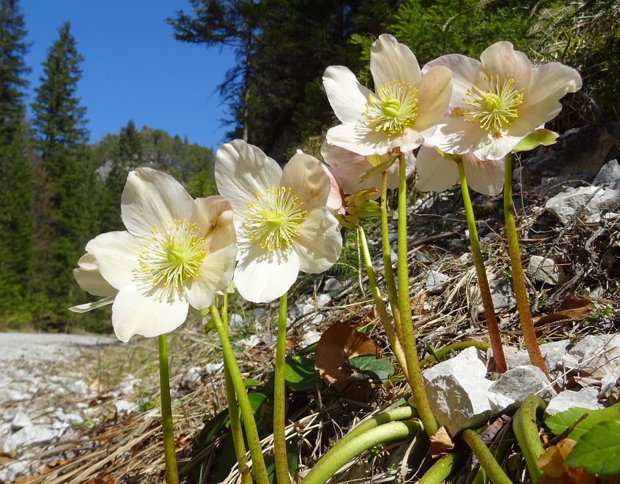 04-05-2020 Helleborus niger.jpg