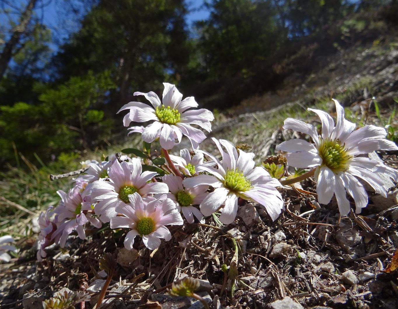04-19-2019 Callianthemum anemonoides.jpg