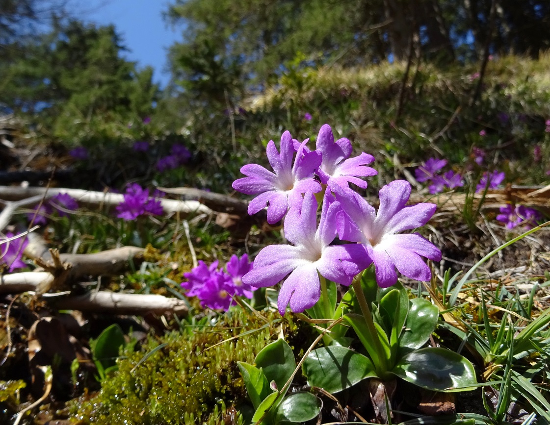 04-19-2019 Primula clusiana.jpg