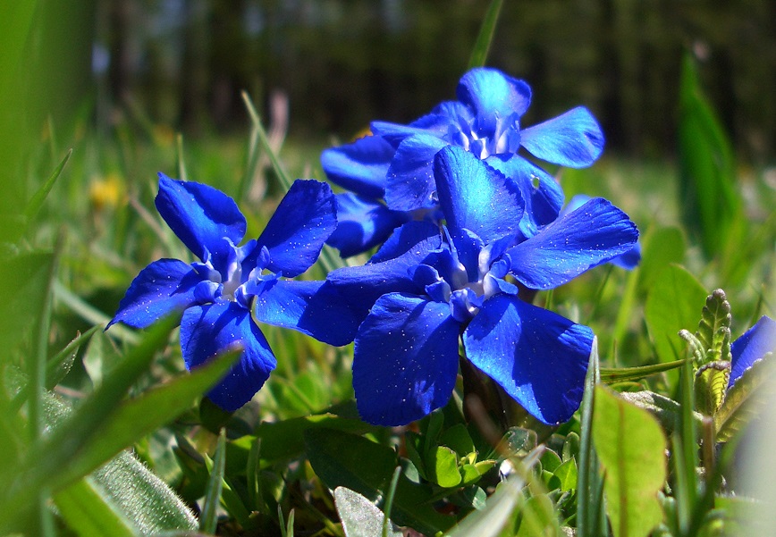 05-08-15  Gentiana verna.jpg