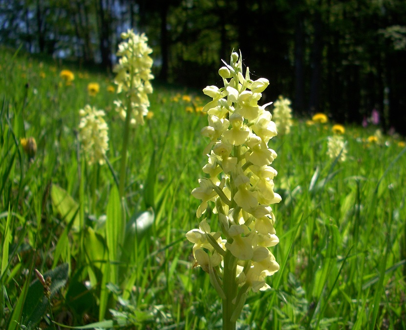 05-08-15  Orchis pallens.jpg