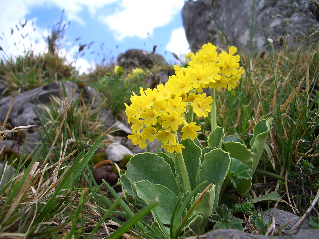 05-08-15  Primula auricula.jpg