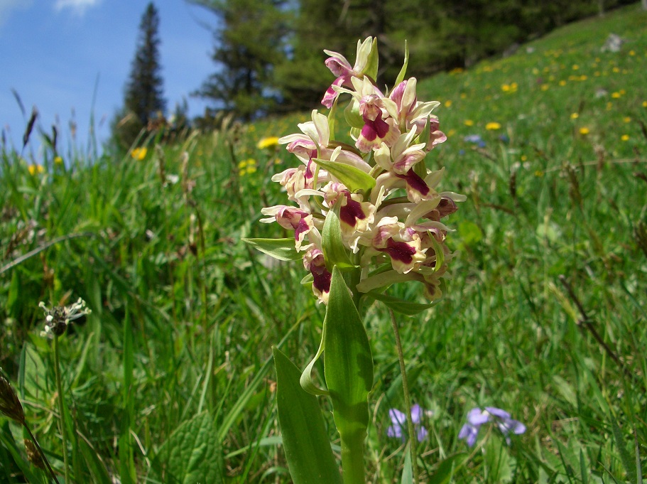 05-08-2015  Dactylorhiza sambucina !.jpg