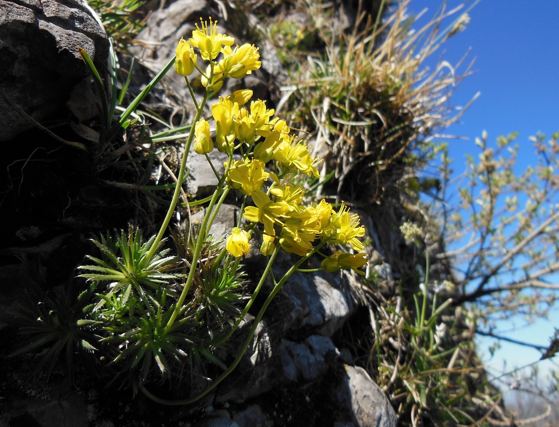 05-19-2017 Draba aizoides.jpg